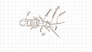 Microdoc The European Earwig [upl. by Eilram646]