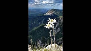 Agneau de Dieu Chant catholique [upl. by Lenad]