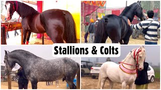 Muktsar Horse Fair 2023  Stallions amp Colts Special Jan 13 Maghi Mela Ghoda Mandi [upl. by Ailemap476]