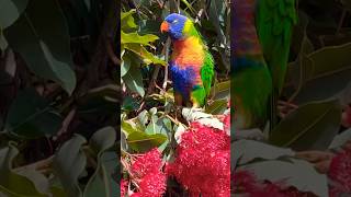 RAINBOW LORIKEET SOUNDS  Stunning birds of the world [upl. by Eecyac]