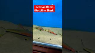 Denison Barbs Fish Roseline Shark  Radiant fish world  Coxs Bazar 🇧🇩  BD [upl. by Lyrac]