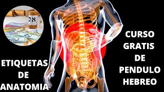 CURSO GRATIS DE PENDULO HEBREO CLASE N11 COMO APLICAR LAS ETIQUETAS DE ANATOMIA [upl. by Bibby525]