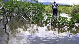 Coeur de Voh Mangroves [upl. by Claude736]