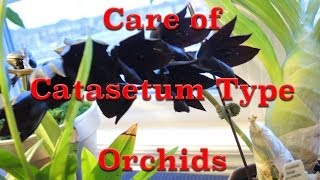 How to Grow Catasetum Type Orchids  Dealing with Dormancy [upl. by Papst132]