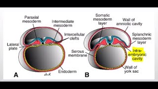 Development of the Intraembryonic coelem cavity [upl. by Atnod]