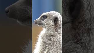 meerkats survival meerkat animal wildlife [upl. by Kegan]