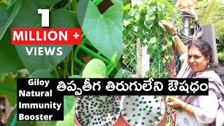 తిప్పతీగ Medicinal uses of Thippa teegaGiloyAmruthavalliNatural immunity boosterకrooనా ఖతం [upl. by Nikoletta524]