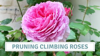 David Austin Climbing Roses  How To Prune Roses  James Galway Rose [upl. by Ricardo]