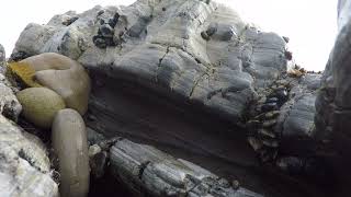 Goose Barnacles Between the Rocks [upl. by Gable]