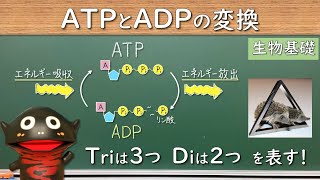 ATPとADP（エネルギーの貯蔵と放出）【31生物基礎】2022年度入学以降の新課程に対応 [upl. by Etteval]