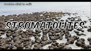 Stromatolites  An evidence of past life [upl. by Tneciv510]