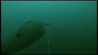 Halibut Strike 3  Filmed Underwater with GoPro Camera [upl. by Ferriter462]