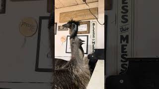 Emu piano lessons are a very niche market [upl. by Aidne]