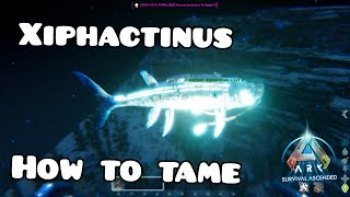 How to tame a xiphactinus  Ark survival ascended ark dinosaurs letsplay tametheark [upl. by Naes204]