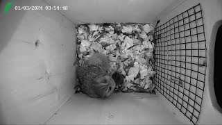 Screech Owl nest box Florida LIVE STREAM [upl. by Anawit]