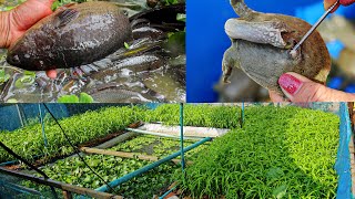 I Raised Softshell Turtles Giant Climbing Perches and Frogs in a Natural Pond in The Backyard [upl. by Abramson750]