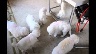 Kuvasz Welpen spielen im Wohnzimmer [upl. by Agueda]