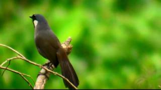 黑喉噪眉（Garrulax chinensis）Blackthroated laughing thrush20100626 [upl. by Tnelc322]