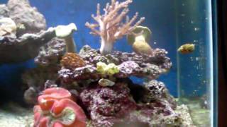 introducing 4 dwarf cuttlefish to their display tank [upl. by Claudy]