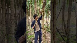 Very fresh natural sugarcane with rural life reels 2024 sugarcane shorts [upl. by Ttenaej]