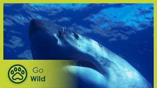 The Great White Sharks of Guadalupe  Adventure Ocean Quest 15  Go Wild [upl. by Edmee]