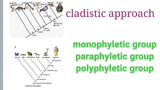 cladistic approach monophyletic groupparaphyletic group or polyphyletic group [upl. by Acinor995]