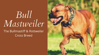 Bull Mastweiler  The Bullmastiff amp Rottweiler Cross Breed [upl. by Bjork]