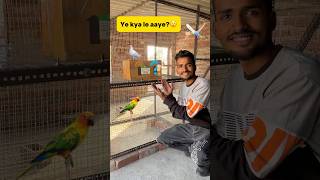 New birds le aaye😲 petlover minivlog budgiesfam pigeon budgiesvlog kabutar budgieslover [upl. by Quinn]