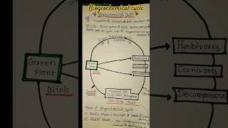 Biogeochemical cycle in ecosystemshortvideo [upl. by Ok]