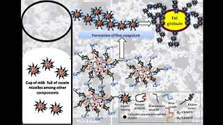 Enzyme precipitated curds  Mode of action of Rennet [upl. by Frere]