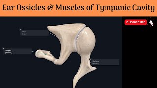 Ear Ossicles amp Muscles of Tympanic Cavity Conduction of Sound Waves  Movements of Ossicles Tests [upl. by Nylac]