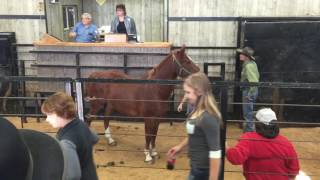 Shipshewana Horse Auction 111816 Part 2 [upl. by Ennis]