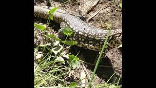 Alimentando lagarto overo  RÍO LUJÁN [upl. by Yemrej526]