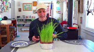 Continuous Hydroponic Cat Grass [upl. by Stephenson]