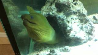 Green Moray Eel Feeding [upl. by Faun]