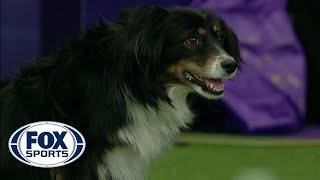 Check out the best of the 2019 WKC Masters Agility Championship  FOX SPORTS [upl. by Ludie]