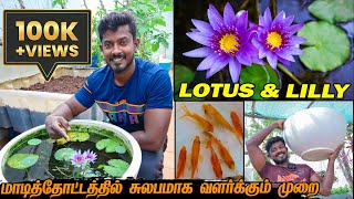 தாமரை மற்றும் அல்லி பூ சுலபமாக வளர்க்கும் முறை  LOTUS amp LILY Planting in Terrace Garden  nursery [upl. by Noah]