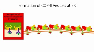 Vesicle Trafficking in Cells 2 Selection of the Membrane for Vesicle Formation [upl. by Jorgenson]