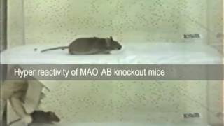 Hyperreactive MAO double knockout mice [upl. by Elton]