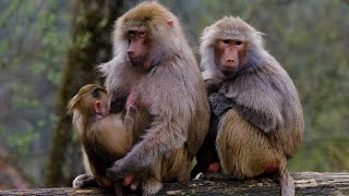 A Day with Baboons Zoo Life Up Close 🏞️🐵 [upl. by Irina963]