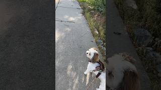 Does Mojo the Dog see the baby deer cutedogs Dogs Walking [upl. by Nagard]