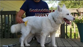 How To Deshed a Siberian Husky  Rake vs Furminator [upl. by Einahets341]