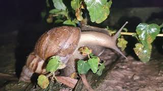 Snail 🐌🐌wormery insects wormhole wormfarm [upl. by Segalman]