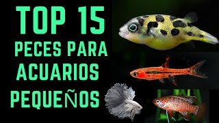 TOP 15 Peces para acuarios pequeños  10L  40L [upl. by Inasah671]