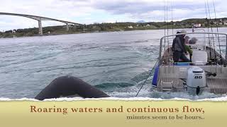 The mighty maelstrom of Saltstraumen strongest tidal stream in the world Bodø  Norway [upl. by Eelrahs790]