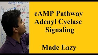 cAMP PATHWAY  GPROTEIN COUPLED RECEPTOR GPCR  Adenyl Cyclase Pathway  Easy to Learn [upl. by Shurwood]