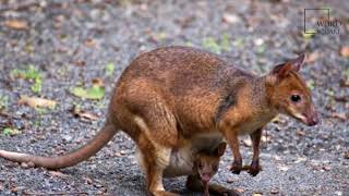 Interesting facts about red legged pademelon by weird square [upl. by Anitsrhc392]