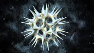 Acrosphaera Radiolaria [upl. by Rossi]