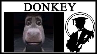 Should I buy a donkey 15 things you need to consider before getting a donkey [upl. by Moberg452]