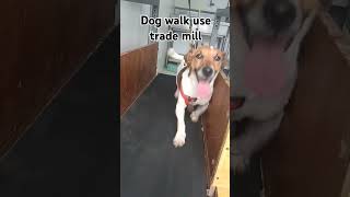 Dog run to trade mill soundeffects funny famoussoundeffects music memesoundfx soundcl [upl. by Robers]